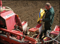 Plantação de milho