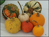 Dorset Pumpkins