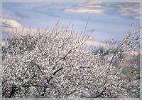 Prunus subhirtella autumnalis