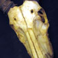 The skull of the antelope from the story. Stella had to obtain a special license to bring it home