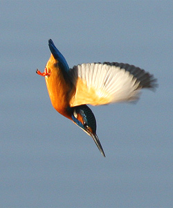kingfisher_happy_snapper63.jpg