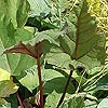 Rheum palmatum 'Ace of Hearts'