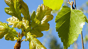Silver birch, oak leaf and elderflower wine