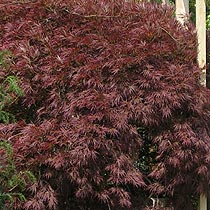 Acer palmatum 'Atropurpureum'