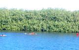the lake and the plants