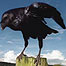 Raven