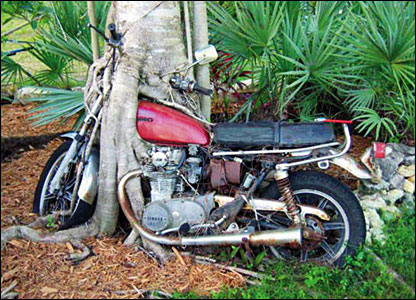 An abandoned motorbike is engulfed by a tree