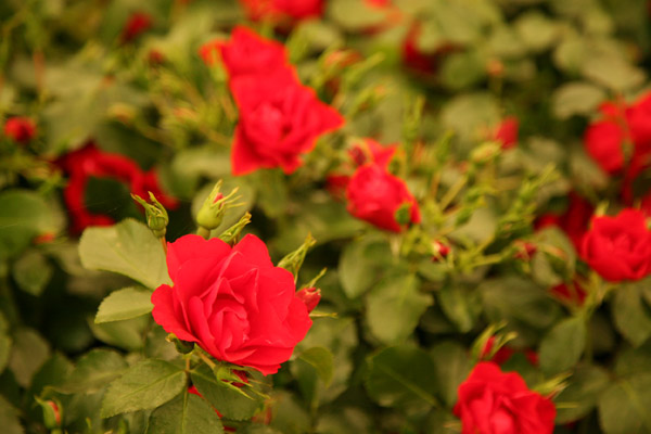 Hampton Court Palace Flower Show 2011