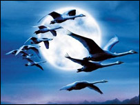 پرنده های مهاجر