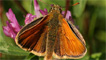 A small skipper butterfly by Mike McCarthy