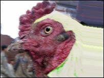 پولٹری فارمز میں ایچ فائیو وائرس 