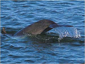 Cardigan Bay Bottlenose Dolphin c/o STWI