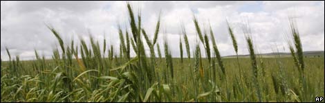 wheat in Kenya