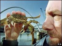 专家手持中国毛蟹