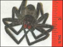 Phoneutria fera. Foto: Jeff Hahn, Universidade de Minnesota