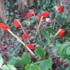 Abundance of everything this autumn: cyclamen, arum lily berries, rose hips & masses of toadstools...