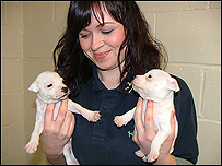 Cherri with two pups