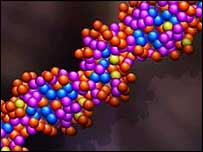 انسانی ڈی این اے کا ماڈل