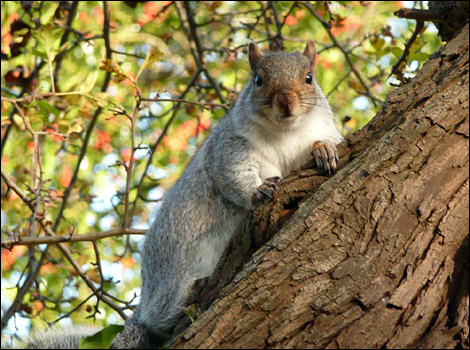 Squirrel on Brandon Hill