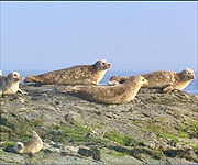 Seals and their pups on the rocks