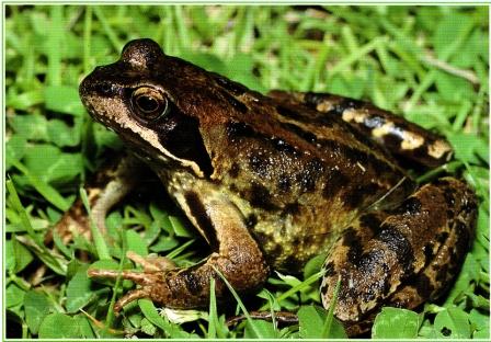 frogr.JPG