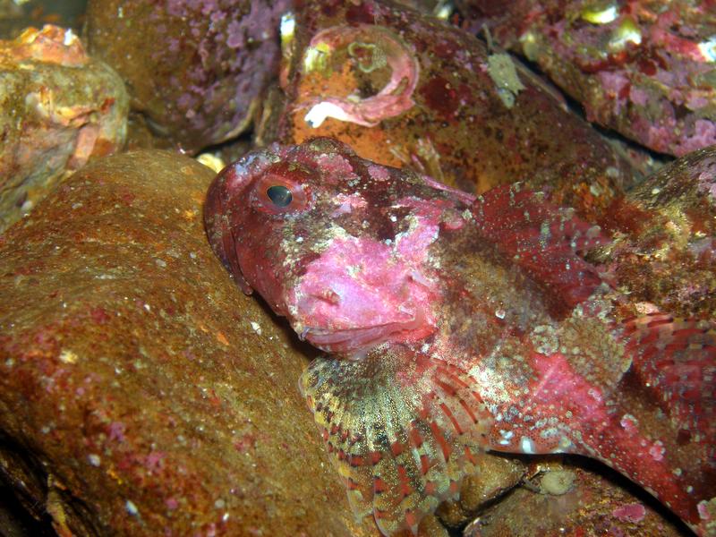 A red scorpion fish