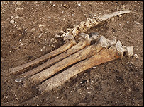 Ossos de animais achados próximos ao Stonehenge (foto: National Geographic)