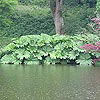 Gunnera manicata