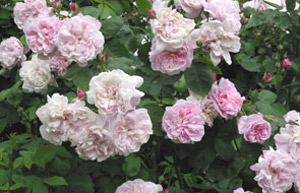 Rosa 'Fantin Latour'