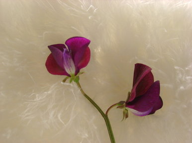 Sweetpeas