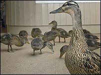 'Toilet duck' and family