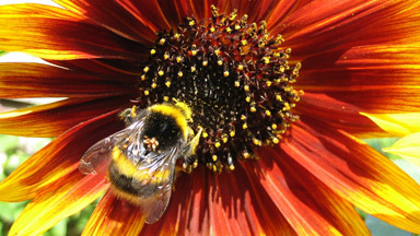 Richard Reynolds Richard Reynolds