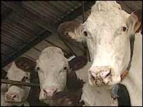 भैंस दुहती एक महिला