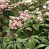 Rodgersia aesculifolia