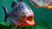 piranha