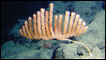 Nova espécie de coral. Foto: Hawaii Deep-Sea Coral Expedition 2007/NOA
