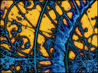 всесвітня мережа