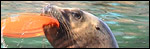 Linked image: Sea Lion.