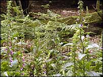 Wandlebury's woodland is delightful