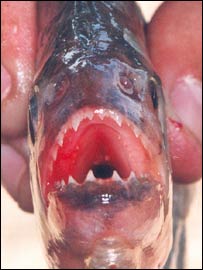 Piranha