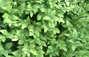 Buxus sempervirens