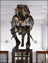 Stan the T. rex at Manchester Museum