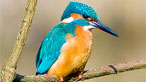 A kingfisher by Mr Messy