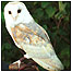 Barn Owl