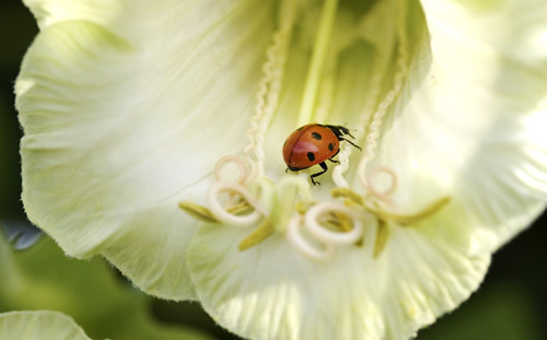 Ladybird on cobaea scandens f. alba