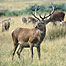 Red Deer