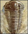 The Dudley Bug fossil