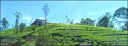 A tea estate in Sri Lanka