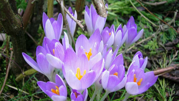 Crocus in an Inverness garden, courtesy of Marie Linton.