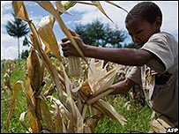 Colheita do milho no Quênia